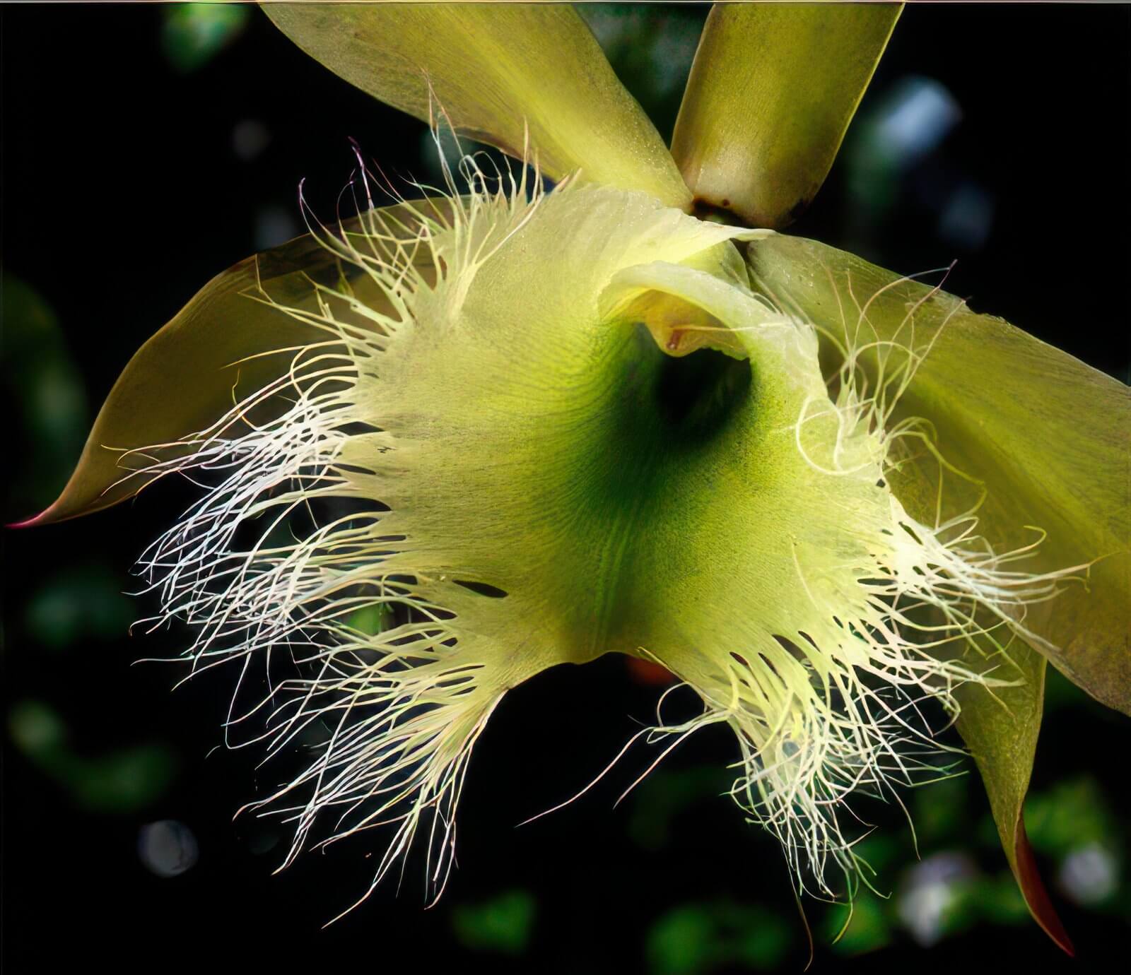 Rhyncholaelia digbyana